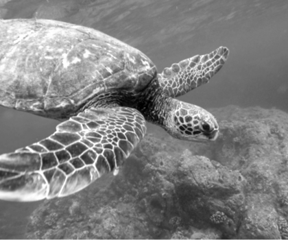 Tortue