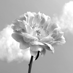 Fleur
