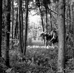 Forêt