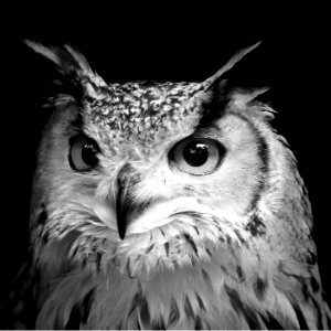 Hibou
