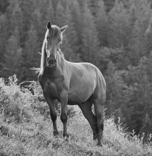 Cheval