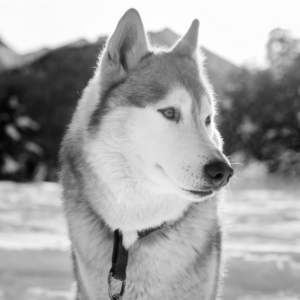 Chien
